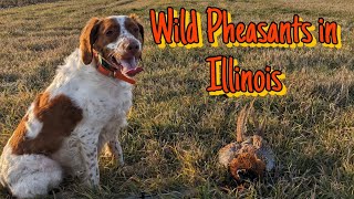 Hunting Wild Pheasants in Illinois  Early December 2023 [upl. by Lutero]