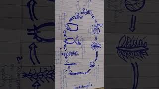 Structure of basidiomycota [upl. by Sowell669]