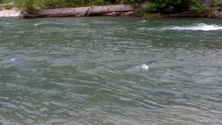 Fly Fishing Birkenhead River In Pemberton BC [upl. by Sly232]