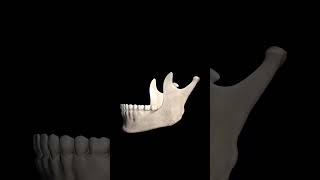 MANDIBLE BONE ANTERIOR POSTERIOR MEDIAL AND LATERAL SIDEmandible [upl. by Atener]