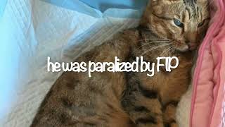 GS441524 saved my cat from Feline Infectious peritonitis FIP [upl. by Lauter]