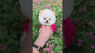 Teacup dog price in India  Pomeranian dog price  Pomeranian puppies viral shorts tranding dogs [upl. by Clary]