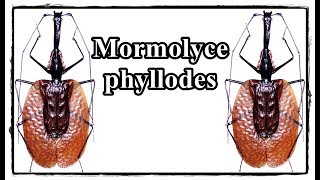 Mormolyce phyllodes  Präparation  Mounting [upl. by Ytisahc]