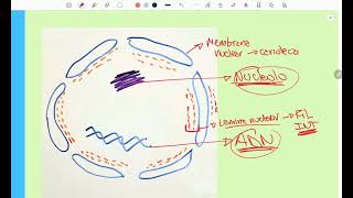 NÚCLEO CELULAR SUS COMPONENTES [upl. by Arretal]
