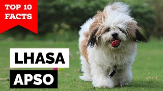 Lhasa Apso  Top 10 Facts [upl. by Nalahs832]