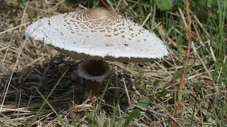 168 Appuie à fond sur le champignon [upl. by Nolyad]