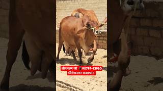 20 Letter Milk 👌 साहीवाल गाय 🎉 Top Class Sahiwal Cow for sale 2024 Latest Video trending cow farm [upl. by Clovah]