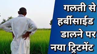 गलती से हर्बीसाईड जाने के बाद भी फसल को कैसे बचाए [upl. by Talanta]