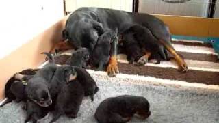 Rottweiler puppies and mother wwwyazashrottweilerscouk [upl. by Nylirej62]