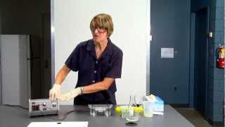 DNA gel electrophoresis lab demo [upl. by Sadinoel]