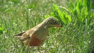 Ortolan Bunting  Emberiza hortulana [upl. by Medarda199]