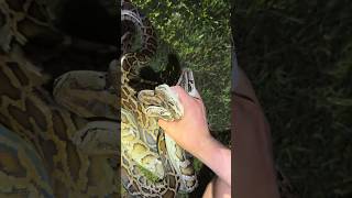 Catching a whole lot of pythons evergladespythoncrazywildlifesnakeyoutubeviral [upl. by Myrt]