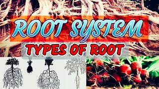 Root system  Types of root  Tap root fibrous root  class 11 Biology [upl. by Cindelyn]