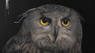 How Does an Owls Hearing Work  Super Powered Owls  BBC Earth [upl. by Rotow6]