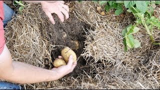 I Tried a New Method For Growing Potatoes Amazing Results [upl. by Euseibbob]