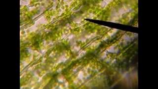 Elodea Cytoplasmic Streaming and Starch Granules 40s [upl. by Cj961]