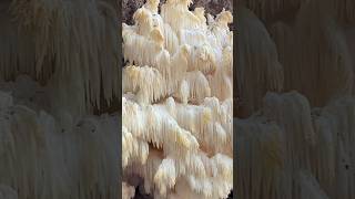 Hericium Americanum Fungus fungus nature naturelovers getoutside [upl. by Oiramed]