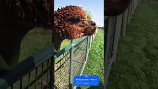 Would you feed an Alpaca [upl. by Dailey]