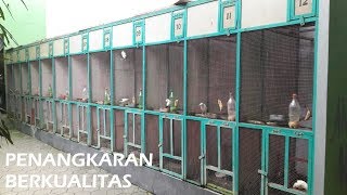 Penangkaran Burung Jalak Berkualitas di Klaten [upl. by Aicilif367]