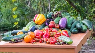 Permaculture Gardening Harvest Backyard Sustainable Food Forest [upl. by Woodall]