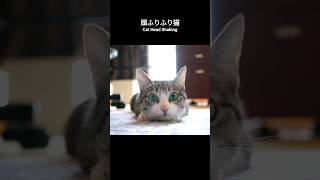 頭ふりふり猫🐱  Cat Head Shaking  shorts cat [upl. by Yejus]