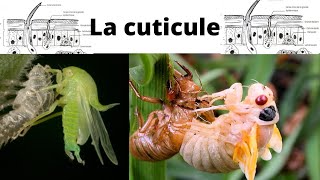 La cuticule Entomologie  Monde des insectes  Insecte [upl. by Huttan483]