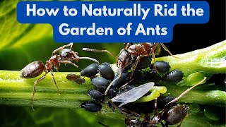 How to Naturally Rid the Garden of Ants [upl. by Kohcztiy]