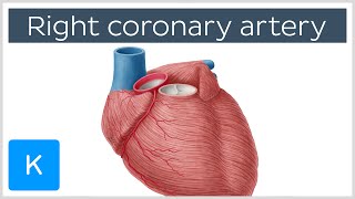 Right Coronary Artery Function  Human Anatomy  Kenhub [upl. by Eiznyl233]