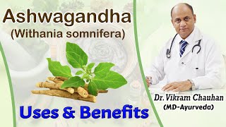 Uses and Benefits of Ashwagandha  Withania somnifera by Dr Vikram Chauhan [upl. by Ernaline]