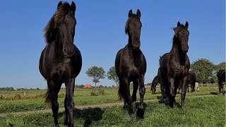 What is happening in the meadow Friesian horses [upl. by Corrianne]