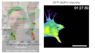 biosights February 16 2015  Filopodia point the way for haptotaxis [upl. by Ballou901]