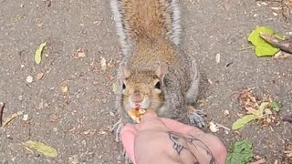 🐿 🌰 squirrel grovepark weston bekindtoanimals cute wildlife nature animals parklife 2024 🐿 [upl. by Leirda]