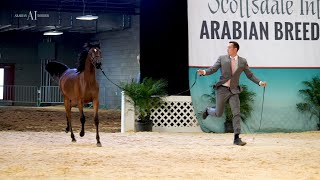 The Scottsdale Arabian Horse Show 2023 [upl. by Enrobialc94]