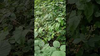 blackberry fruits picking last month [upl. by Iaw92]