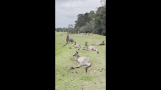 Dozens of Kangaroos Invade Golf Course in New South Wales [upl. by Weig136]