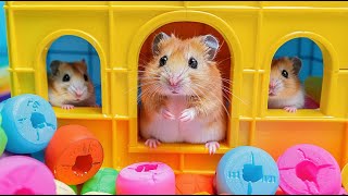 Hamster Maze Expedition 🐹 Journey Escape the Impossible 🐹 Hamster Maze [upl. by Geilich]