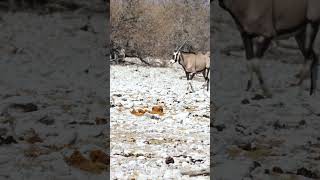 Oryx at Etosha National Park Namibia [upl. by Ahsirtak]