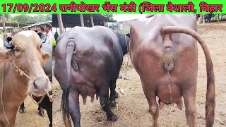 17092024 यहां मिलती है बड़ी बड़ी दुधारू भैंस Ranipokhar pashu Mandi  jila vaishali Bihar [upl. by Krause16]