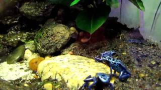 dendrobates azureus [upl. by Hoover969]