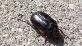 May Beetle Scarabaeidae Phyllophaga Locomotion [upl. by Anevad]