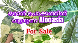 Giant Alocasia  വീട്ടിൽ വളർത്താം  Baby Plants For Sale… [upl. by Angadresma]