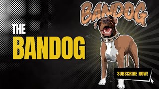 What Is The Bandog [upl. by Rosaline954]