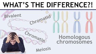 Homologous chromosomes sister chromatids bivalents etc explained [upl. by Seko]