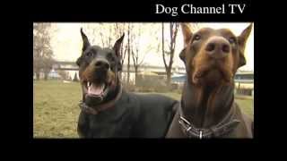 Doberman An introduction to the breed [upl. by Kalindi]