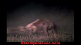 Lion cripples hyena to death out of hate Rate My Science [upl. by Barayon]