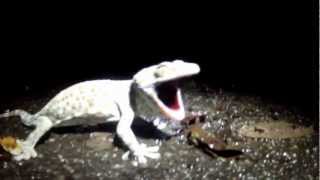 tokay gecko in thailand barking [upl. by Volpe]