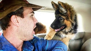 When your dog is more like your children than a pet 😄 Funny Dog and Human Video 2024 [upl. by Kermy]