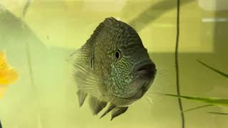 TEXAS CICHLID care guide [upl. by Eniamurt466]