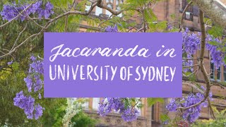 Jacaranda Walking Tour University of Sydney 2023 [upl. by Arabele]