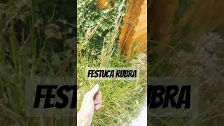 El Lombricero  Prado Tour 10 Festuca Roja 🌾 Reina de la Sombra shorts ellombricero pradotour [upl. by Pryor]